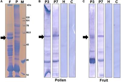 Cari p 1, a Novel Polygalacturonase Allergen From Papaya Acting as Respiratory and Food Sensitizer